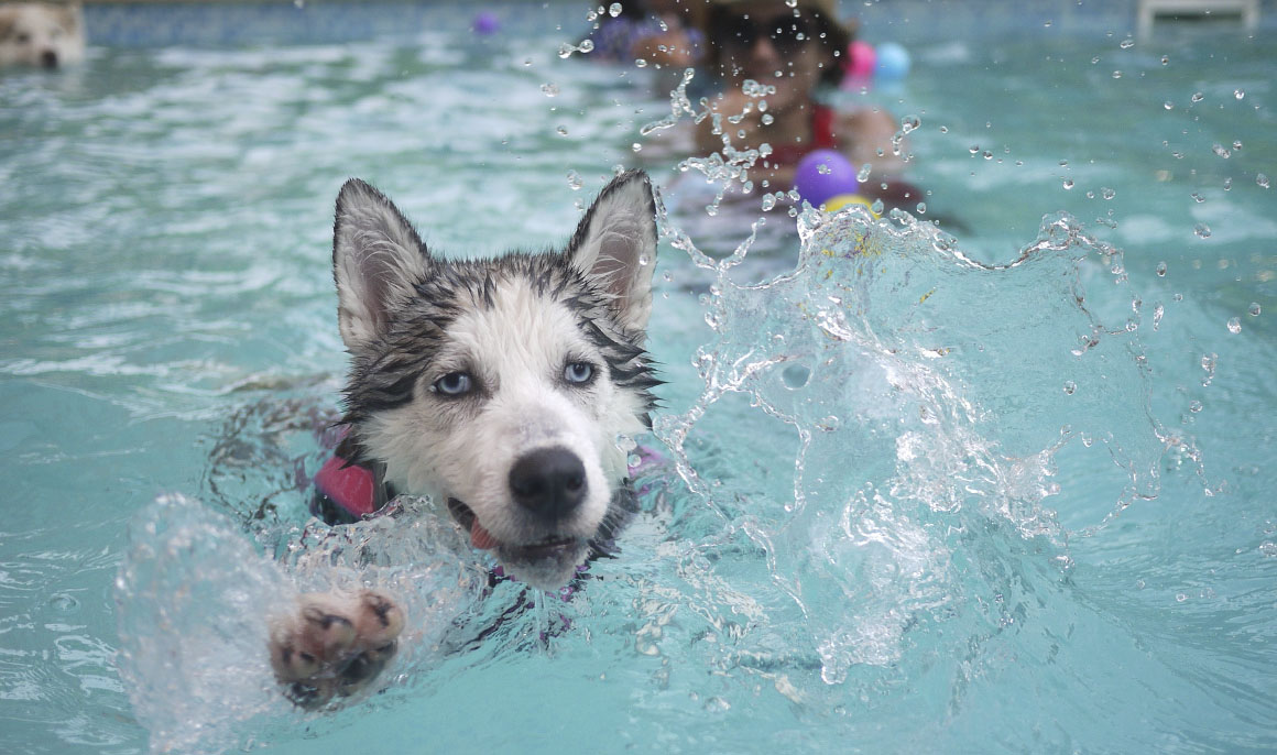 Чистая собака в бассейне